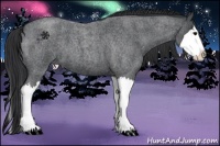 Horse Color:Blue Roan Splash 