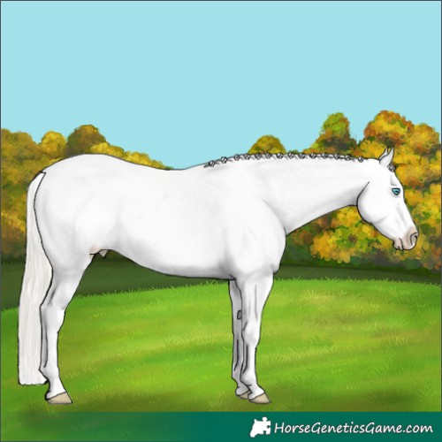 Horse Color:Chocolate Palomino Pearl Sabino Appaloosa Rabicano and Chocolate Palomino Pearl Sabino Appaloosa Rabicano