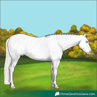 Horse Color:Chocolate Palomino Pearl Sabino Snowcap Rabicano and Chocolate Palomino Pearl Sabino Snowcap Rabicano