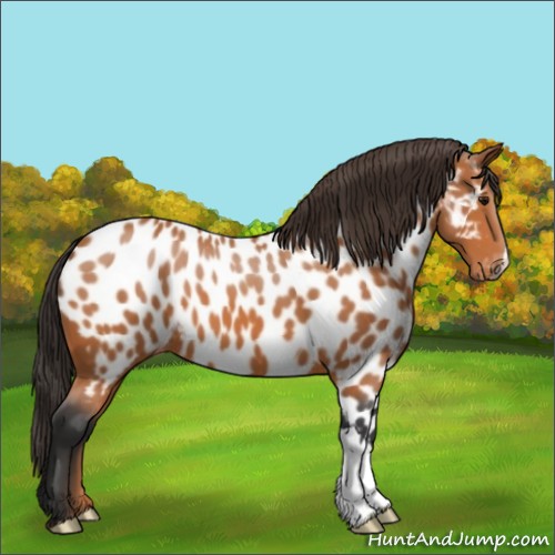 Horse Color:Bay Near Leopard 