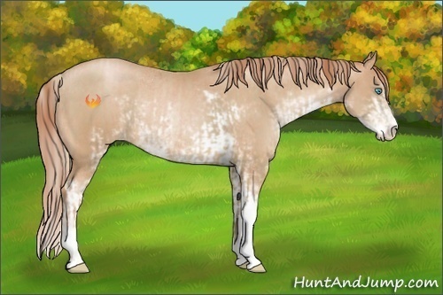 Horse Color:Chocolate Palomino Pearl Sabino Rabicano and Buckskin Pearl Sabino Rabicano
