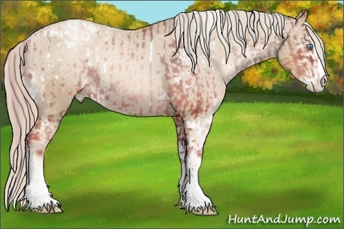 Horse Color:White Spotted Chocolate Palomino Pearl Sabino Appaloosa Rabicano  and Chocolate Palomino Pearl Sabino Appaloosa Rabicano 