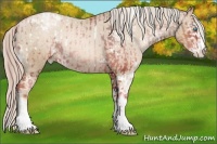 Horse Color:White Spotted Chocolate Palomino Pearl Sabino Varnish Rabicano and Chocolate Palomino Pearl Sabino Varnish Rabicano