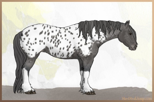 Horse Color:Black Tobiano Appaloosa