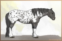 Horse Color:Black Tobiano Appaloosa 