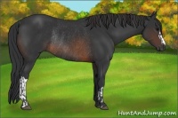 Horse Color:Brown Rabicano  and Brown Rabicano 
