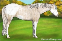Horse Color:Chocolate Palomino Pearl Sabino Appaloosa Rabicano  and Chocolate Palomino Pearl Sabino Splash Appaloosa Rabicano 