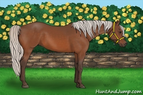 Horse Color:Silver Bay 