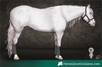 Horse Color:Platinum Chocolate Palomino Pearl Dun Tobiano Varnish Rabicano Brindle  and Platinum Chocolate Palomino Roan Pearl Dun Varnish Rabicano Brindle 