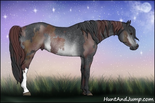 Horse Color:Platinum Chocolate Black Chinchilla Rabicano  and Platinum Brown Chinchilla Rabicano 