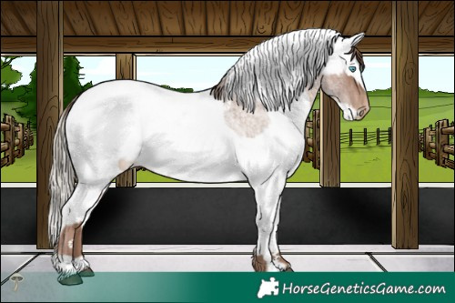 Horse Color:Brown Roan Pearl Mushroom Rabicano  and Liver Chestnut Pearl Mushroom Sabino Frame Appaloosa Rabicano 