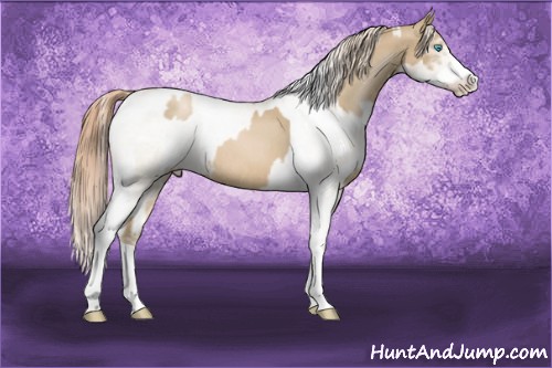 Horse Color:Chocolate Palomino Pearl Sabino Varnish Rabicano and Painted White Spotted Buckskin Pearl Dun Sabino Varnish Rabicano