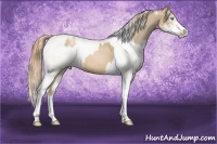 Horse Color:Chocolate Palomino Pearl Sabino Varnish Rabicano  and Painted White Spotted Buckskin Pearl Dun Sabino Varnish Rabicano 