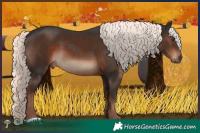 Horse Color:Liver Chestnut Mushroom