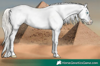 Horse Color:Chocolate Palomino Pearl Sabino Appaloosa Rabicano  and Chocolate Palomino Pearl Sabino Appaloosa Rabicano 