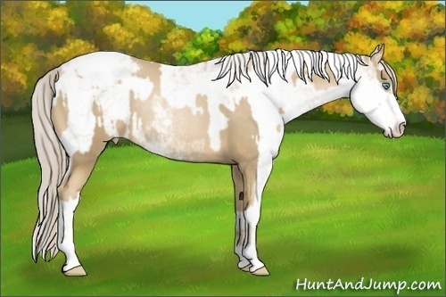 Horse Color:Chocolate Palomino Pearl Sabino Varnish Rabicano  and Chocolate Palomino Pearl Sabino Varnish Rabicano 