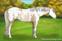Horse Color:Chocolate Palomino Pearl Sabino Appaloosa Rabicano and Chocolate Palomino Pearl Sabino Appaloosa Rabicano