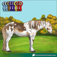 Horse Color:White Spotted Chocolate Palomino Mushroom Rabicano and Buckskin Pearl Sabino Rabicano