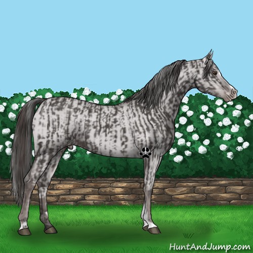Horse Color:Platinum Liver Chestnut Sabino Appaloosa Rabicano  and Platinum Liver Red Dun Sabino Appaloosa Rabicano 