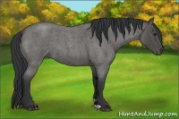Horse Color:Blue Roan 
