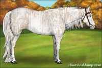 Horse Color:Chocolate Palomino Pearl Sabino Appaloosa Rabicano  and Chocolate Palomino Pearl Sabino Splash Appaloosa Rabicano 