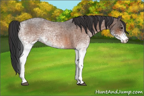 Horse Color:White Spotted Bay Roan 