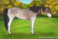 Horse Color:White Spotted Bay Roan