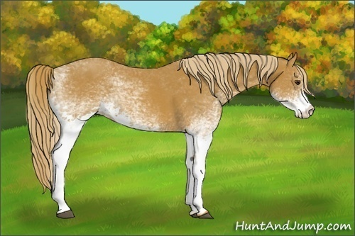 Horse Color:White Spotted Chestnut 