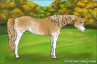 Horse Color:White Spotted Chestnut 