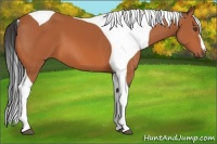 Horse Color:Bay Tobiano 