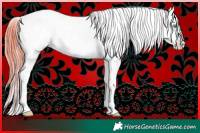 Horse Color:Chocolate Palomino Pearl Sabino Appaloosa Rabicano  and Watercolor Liver Red Dun Sabino Appaloosa 
