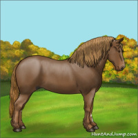 Horse Color:Gray Red Roan