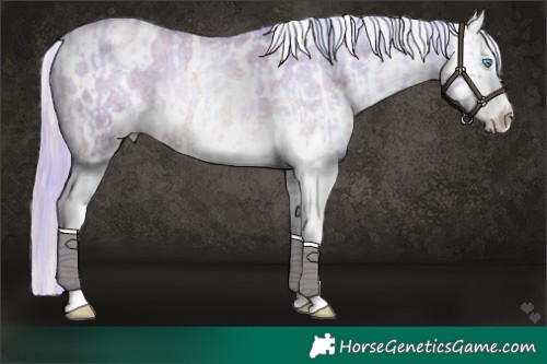 Horse Color:Platinum White Spotted Chocolate Palomino Roan Pearl Dun Rabicano  and Platinum White Spotted Liver Red Roan Pearl Appaloosa Rabicano 