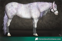 Horse Color:Platinum White Spotted Chocolate Palomino Roan Pearl Dun Rabicano  and Platinum White Spotted Liver Red Roan Pearl Appaloosa Rabicano 