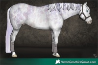 Horse Color:Platinum White Spotted Chocolate Palomino Roan Pearl Dun Rabicano and Platinum White Spotted Liver Red Roan Pearl Appaloosa Rabicano