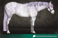 Horse Color:Platinum White Spotted Chocolate Palomino Roan Pearl Dun Rabicano and Platinum White Spotted Liver Red Roan Pearl Appaloosa Rabicano