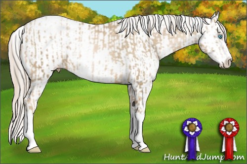 Horse Color:Chocolate Palomino Pearl Sabino Appaloosa Rabicano  and Chocolate Palomino Pearl Sabino Appaloosa Rabicano 