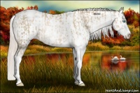 Horse Color:Chocolate Palomino Pearl Sabino Appaloosa Rabicano  and Chocolate Palomino Pearl Sabino Splash Appaloosa Rabicano 