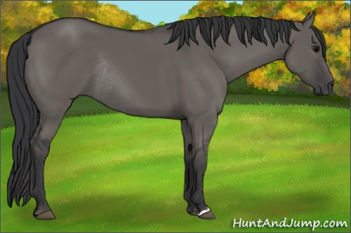 Horse Color:Grullo Rabicano 