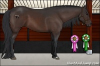 Horse Color:Brown 
