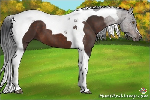 Horse Color:Brown Tobiano