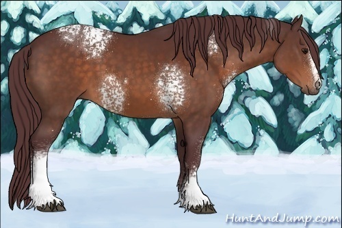 Horse Color:White Spotted Chocolate Brown