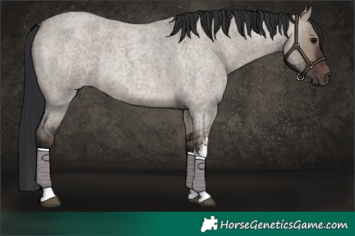 Horse Color:White Spotted Brown Roan Dun 