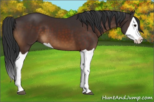 Horse Color:Brown Splash