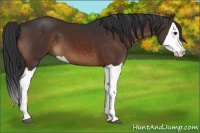 Horse Color:Brown Splash 
