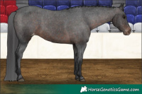 Horse Color:Brown Mushroom Appaloosa 