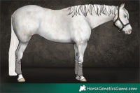 Horse Color:Chocolate Palomino Pearl Sabino Varnish Rabicano  and Cremello Sabino Varnish Rabicano 