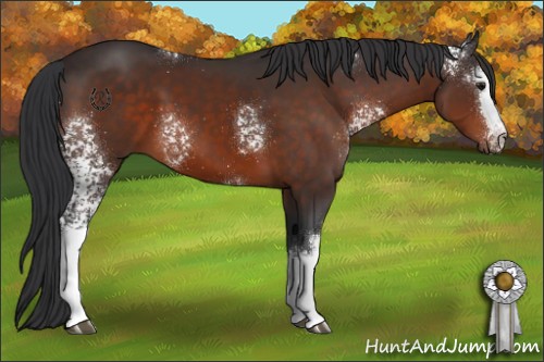 Horse Color:White Spotted Brown 