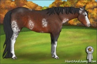 Horse Color:White Spotted Brown 
