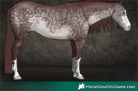 Horse Color:Platinum Chocolate Buckskin 